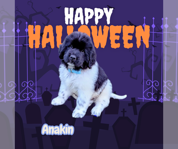 Medium Photo #1 Newfoundland Puppy For Sale in LAS VEGAS, NV, USA