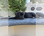 Small Photo #26 Cane Corso Puppy For Sale in WOODLAND HILLS, CA, USA