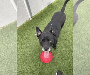 Sadie - Female Labrador Retriever-Unknown Mix Dog for Adoption - Photo #5