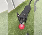 Small #4 Labrador Retriever Mix