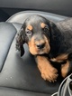Small Photo #10 Gordon Setter Puppy For Sale in PADUCAH, KY, USA
