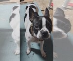Small Photo #1 Boston Terrier Puppy For Sale in BAMBERG, SC, USA