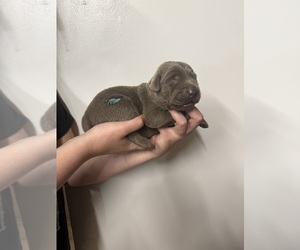 Labrador Retriever Puppy for sale in OSYKA, MS, USA