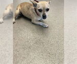 Small Chihuahua