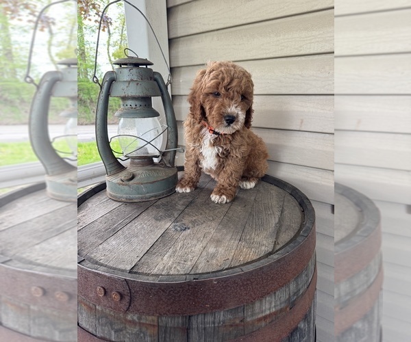 Medium Photo #5 Goldendoodle (Miniature) Puppy For Sale in VOLANT, PA, USA