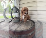 Small #4 Goldendoodle (Miniature)