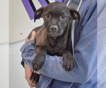 Small #3 American Staffordshire Terrier Mix