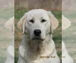 Small Photo #1 Labrador Retriever Puppy For Sale in SARCOXIE, MO, USA