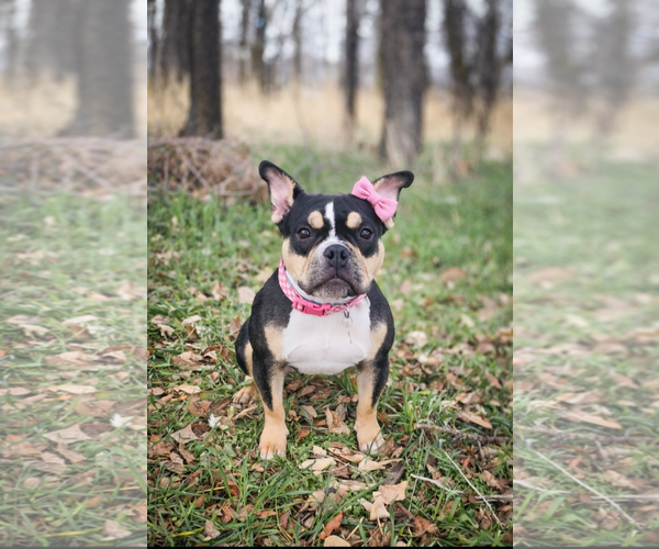 Medium Photo #1 Free-Lance Bulldog Puppy For Sale in Sandy, UT, USA