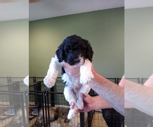 Poodle (Standard) Puppy for sale in CAROLINA FOREST, SC, USA
