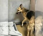 Small German Shepherd Dog