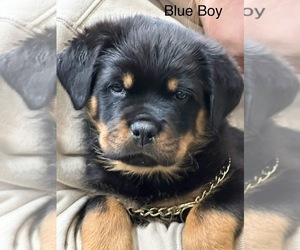 Rottweiler Puppy for sale in BUCYRUS, OH, USA