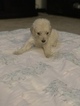 Small Photo #26 Goldendoodle Puppy For Sale in VACAVILLE, CA, USA