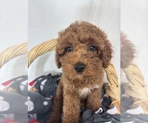 Goldendoodle (Miniature) Puppy for sale in GREENFIELD, IN, USA