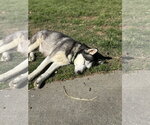 Small #11 Siberian Husky