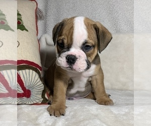 English Bulldog Puppy for sale in JOHNS ISLAND, SC, USA