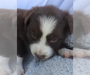 Australian Shepherd Puppy for sale in JEROMESVILLE, OH, USA
