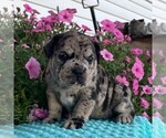 Image preview for Ad Listing. Nickname: Ginger