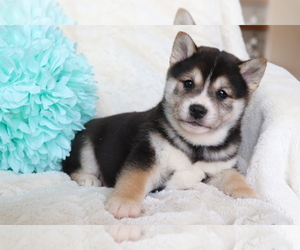 Shiba Inu Puppy for sale in SHILOH, OH, USA