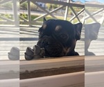 Small Photo #1 French Bulldog Puppy For Sale in NORTH LAS VEGAS, NV, USA