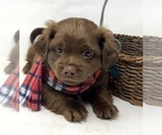 Puppy 1 Shorkie Tzu