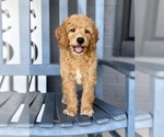 Small #2 Goldendoodle