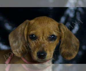 Dachshund Puppy for sale in WARSAW, IN, USA