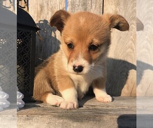 Pembroke Welsh Corgi Puppy for sale in FREDERICKSBG, OH, USA