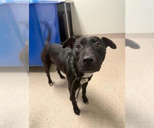 Mutt Dogs for adoption in Bakersfield, CA, USA