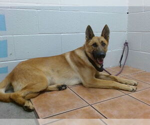 German Shepherd Dog Dogs for adoption in Downey, CA, USA