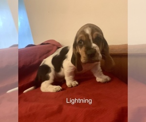 Basset Hound Puppy for sale in FOSSTON, MN, USA