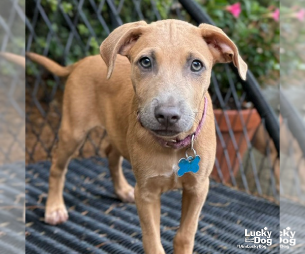 Medium Photo #6 Dachshund-Unknown Mix Puppy For Sale in Washington, DC, USA