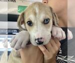 Small #5 Catahoula Leopard Dog