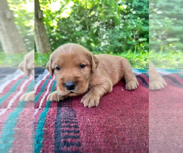 Medium Photo #1 Golden Retriever Puppy For Sale in KINGSPORT, TN, USA