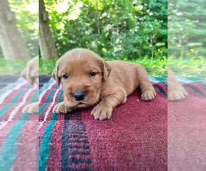 Golden Retriever Puppy for sale in KINGSPORT, TN, USA
