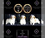 Puppy Rio F1B Maltipoo