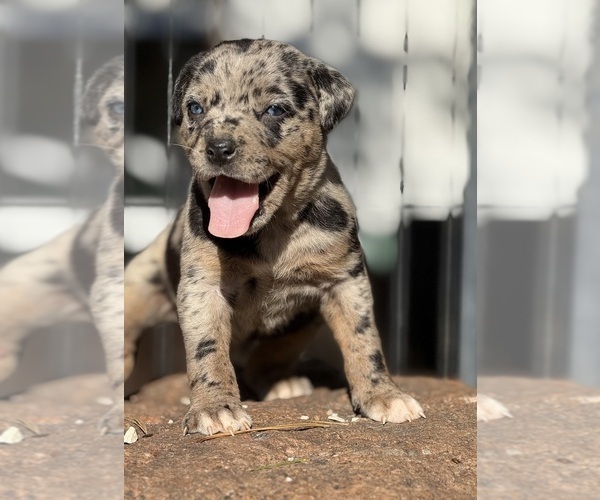 Medium Photo #5 Catahoula Leopard Dog Puppy For Sale in BUSHNELL, IL, USA