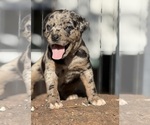 Small Photo #18 Catahoula Leopard Dog Puppy For Sale in BUSHNELL, IL, USA