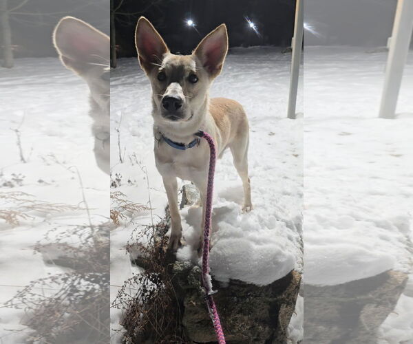 Medium Photo #11 Mutt Puppy For Sale in Rockaway, NJ, USA