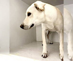 Aussiedor Dogs for adoption in Houston, TX, USA