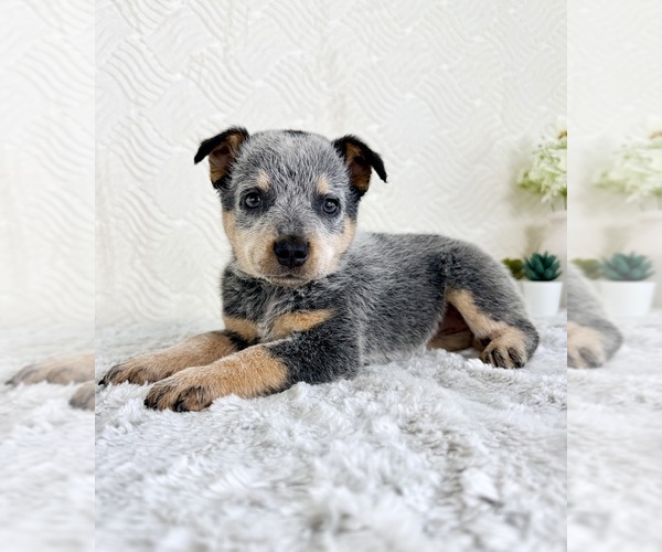 Medium Photo #5 Australian Cattle Dog Puppy For Sale in GREENFIELD, IN, USA