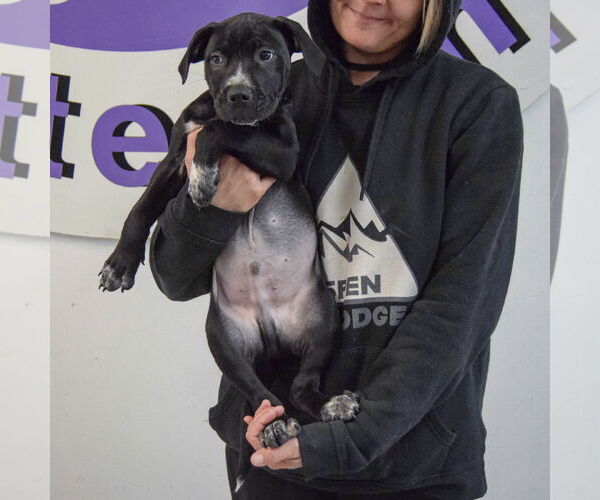 Medium Photo #4 American Staffordshire Terrier-Boxer Mix Puppy For Sale in Huntley, IL, USA