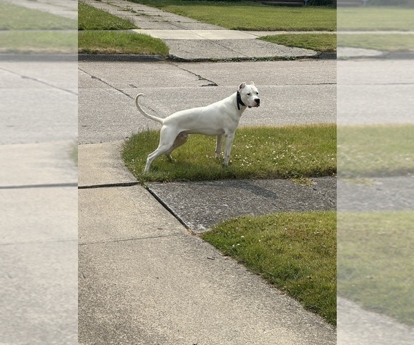 Medium Photo #1 Dogo Argentino Puppy For Sale in CLEVELAND, OH, USA