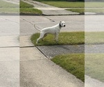 Small Photo #1 Dogo Argentino Puppy For Sale in CLEVELAND, OH, USA