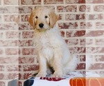 Puppy Hunter Goldendoodle