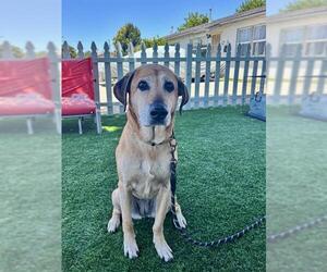 Rhodesian Ridgeback-Unknown Mix Dogs for adoption in Santa Maria, CA, USA