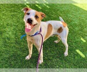 Parson Russell Terrier-Unknown Mix Dogs for adoption in Moreno Valley, CA, USA