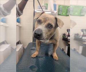 American Bulldog-Unknown Mix Dogs for adoption in Mobile, AL, USA