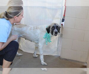 Anatolian Shepherd-Great Pyrenees Mix Dogs for adoption in McKinney, TX, USA