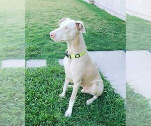 Dalmatian-Doberman Pinscher Mix Puppy for sale in BOSTON, MA, USA